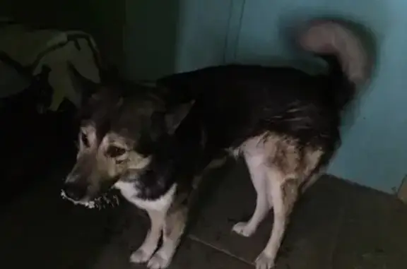 Найдена собака на Привокзальной 26 в Сургуте
