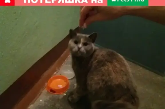 Найдена британская кошка на Красноармейской, Ижевск