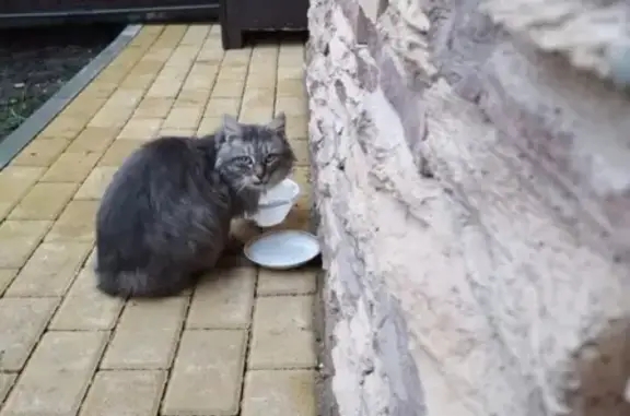 Найдена серая кошка в Краснодаре