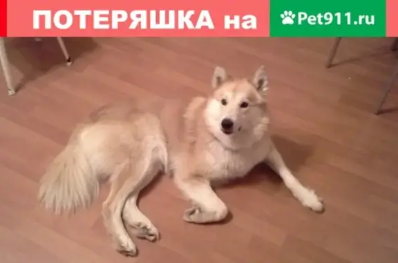Пропала собака в Красноярском крае, д. Александровка, район Б-Улуйского.