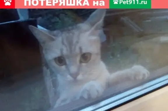 Пропала кошка на Зеленой ул. в Туймазах