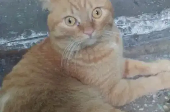 Найден рыжий кот на ул. Объединения