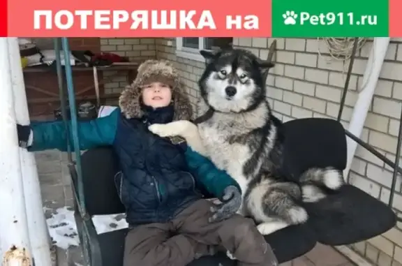 Пропала собака в с. Усть-Курдюм, Саратов