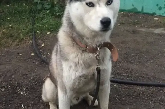 Пропала собака в Борисково, Казань