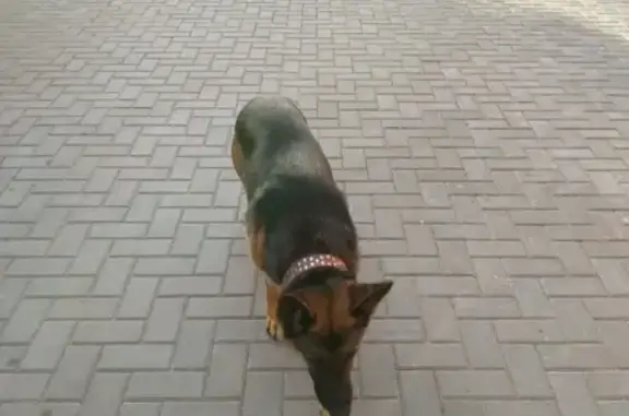 Найдена потерянная собака на ул. Чернышевского