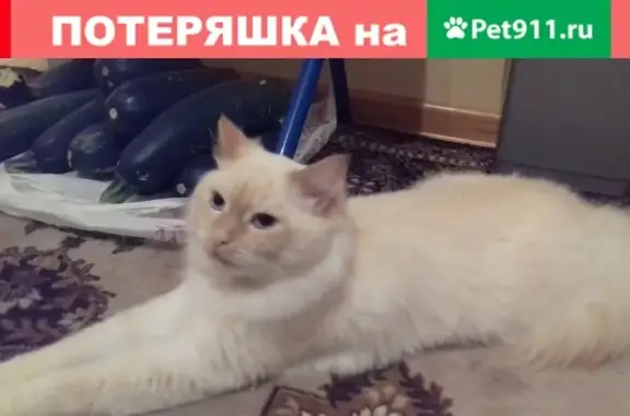 Пропал кот Вася на ул. Мира 4, Железногорск