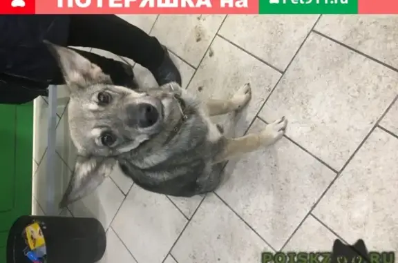 Найдена собака Малютка на Нижегородской улице
