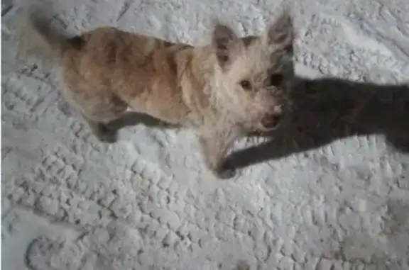Пропала собака Белла в Каменске-Уральском