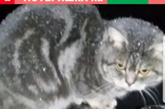 Пропала кошка в районе Липовой, проживала на Победы 10 (Аша)
