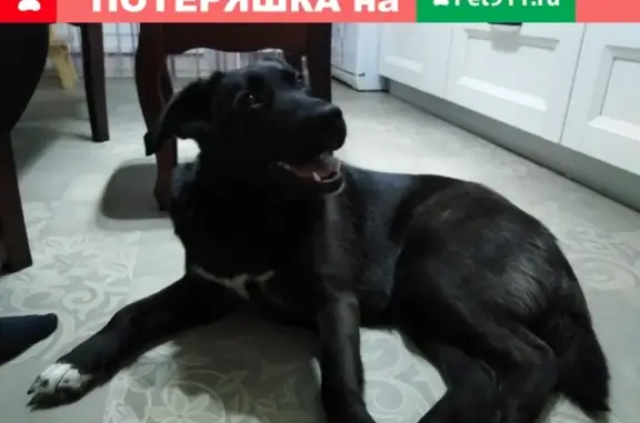Собака найдена на Отрадной, 14к1 (30 символов)