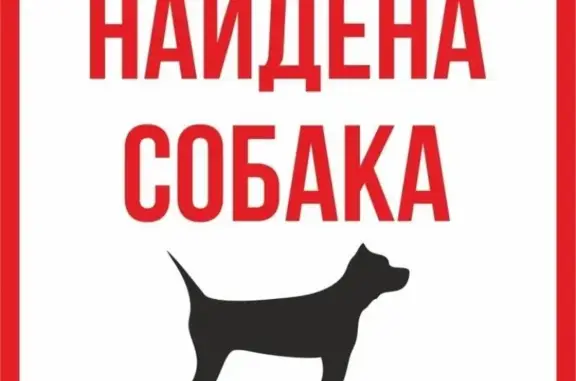 Найден щенок на ул. Павлова, Мурманск
