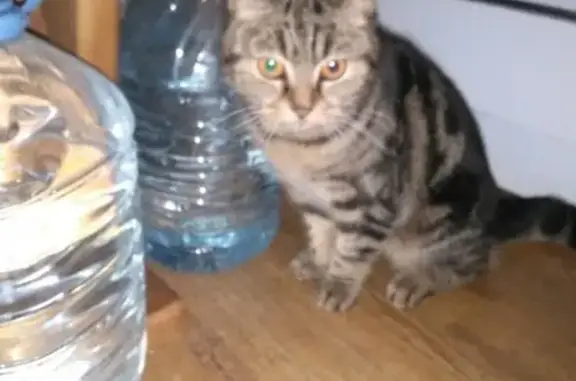 Найдена кошка на улице Белоконской, г. Владимир