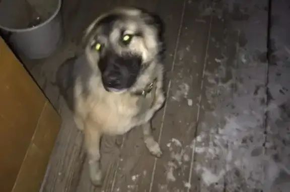 Найдена ласковая собака у частного дома в Абакане