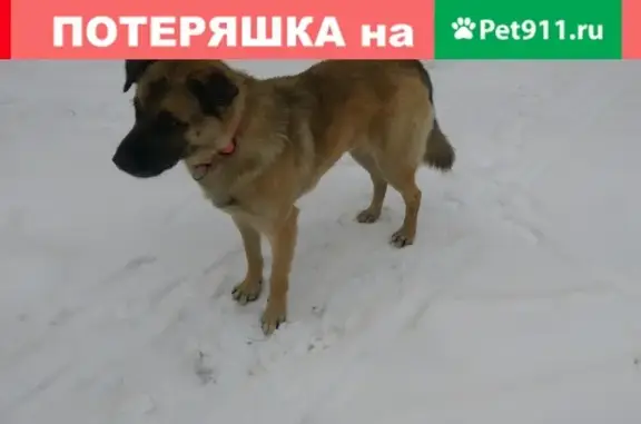 Потеряшка собака на ул. Тракторная, Рыбинск
