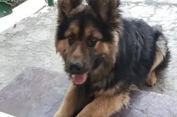Пропала собака Бетта в Гуково, Ростовская область