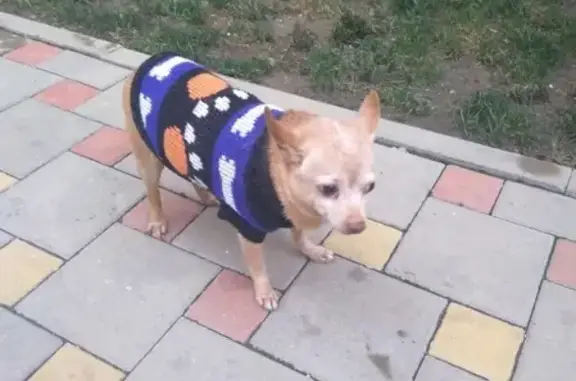 Найдена собака в Новороссийске, помогите найти хозяина