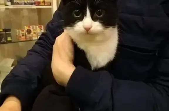 Найдена кошка на Обводном канале, СПб