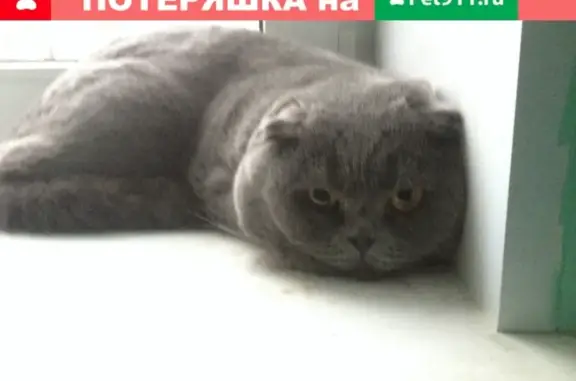 Найден кот на Костромском проспекте
