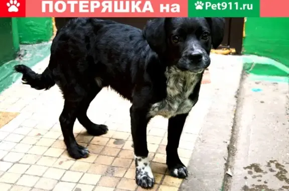 Пропала собака в Томске