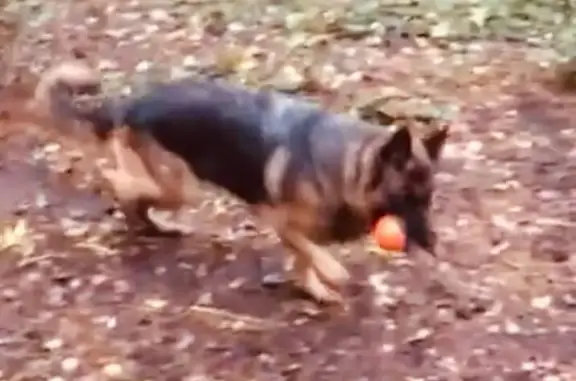 Собаки потеряшки, Военсовхоз «Новая Ляда», фото: Потеряшка собака в Тамбовском лесхозе, видели в районе дач «Родники», «Ромашка»