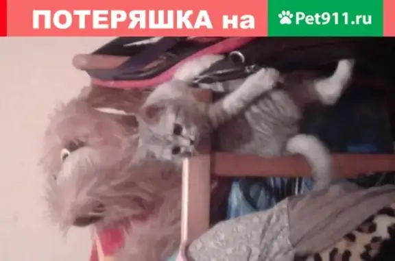 Пропал котик на ул. Окружной, за ТЦ Окружной