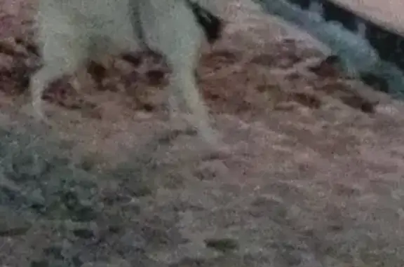 Найдена белая собака в Дубне, Московская обл.
