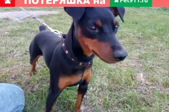 Пропала собака возле Сыктывкарского ГИББД
