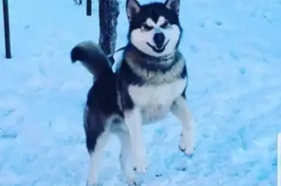 Пропала собака аляскинский маламут в Николаевской области