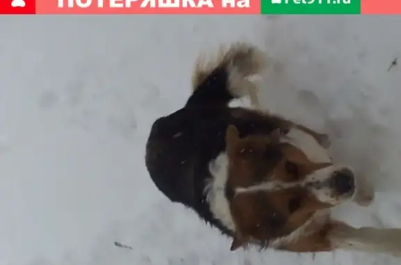 Собака найдена в деревне Лешково, Московская область