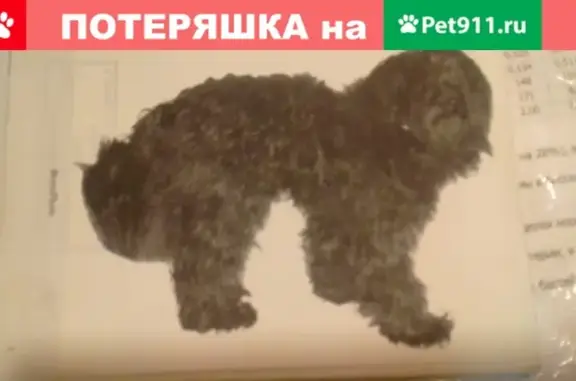 Пропала чёрная собака метис пуделя в Нефтекамске (восточки 2) https://vk.com/gulshatik86