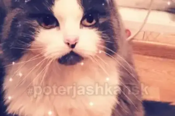 Кошки потеряшки, Новосибирск, фото: Потеряшка кошка Шустрик на улице Танковая 39