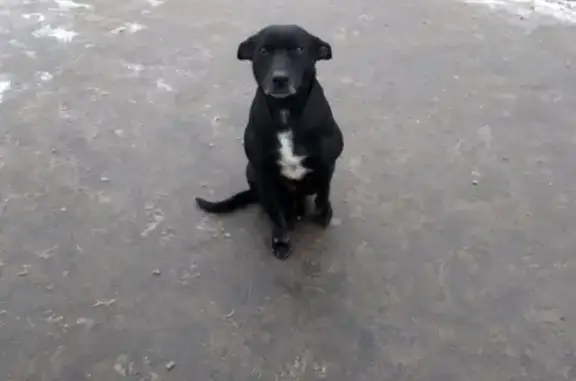 Собака найдена в Москве, р-н Солнцево, ул. Родниковая.