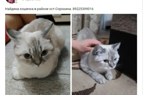 Пропала собака Гала в Орске