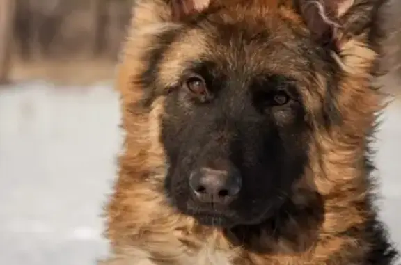Найдена собака на Нагорном, Пермь!