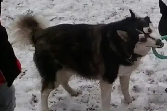 Пропала собака в Петропавловске-Камчатском, район БАМ.