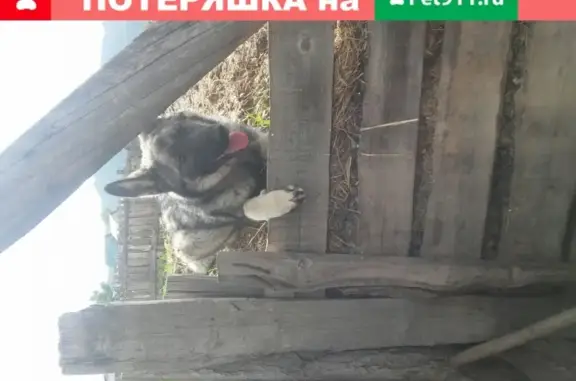 Пропал кавказский пёс в Республике Алтай, Усть-Канский район