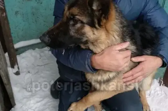 Найдена собака в Новосибирске ищет дом
