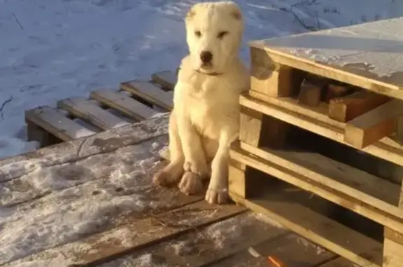 Пропала собака Абай в Солонцах, Красноярск