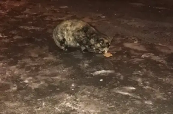 Найдена ручная кошка на ул. Обручевых, СПб