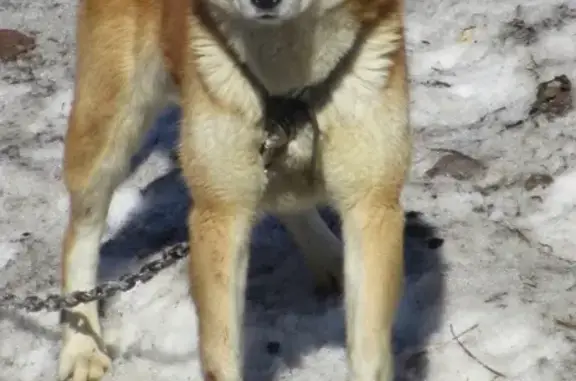 Пропала собака Граф в лесу Тимирязевского, Томск