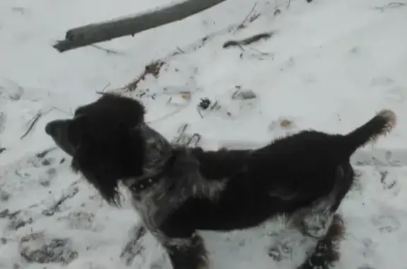 Пропала собака Рэй, Нижегородская область