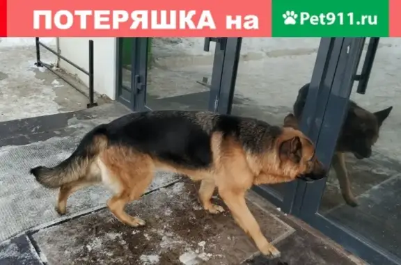 Пропала собака в Чайковском, ищем!