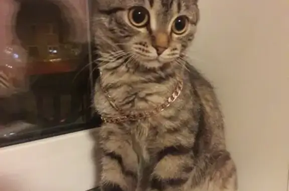 Кошки потеряшки, Шагонар, фото: Потеряшка кошка Сима в районе пиццерии, Улуг-Хемский кожуун, Шагонар.