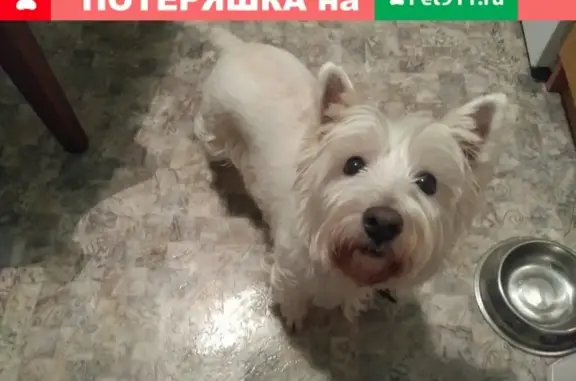Найдена собака в м. Шипиловская, нужен репост!