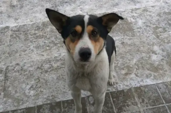 Собака нуждается в передержке в селе Саловка, Пензенская область