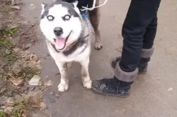 Найдена собака в Краснодаре, ищут хозяев!
