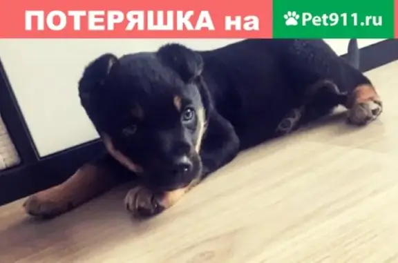 Найден щенок на Кутузова в Смоленске