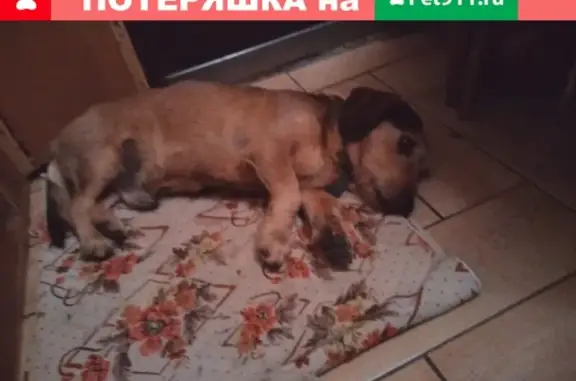 Пропала собака в Ялте на ул. Дзержинского