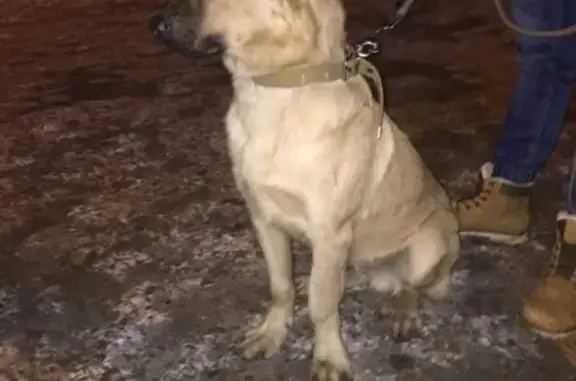 Найдена собака в новом городе, ищем хозяев (Ульяновск)
