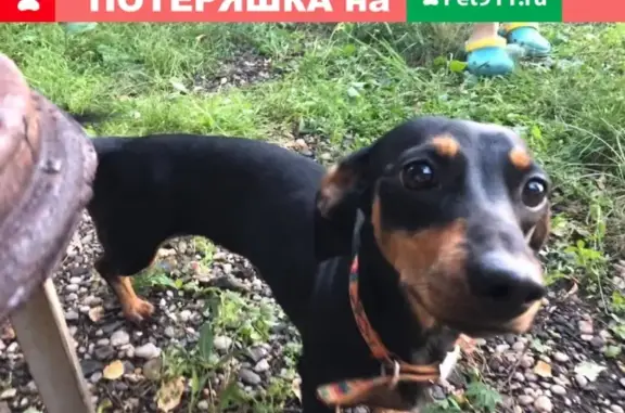 Пропала собака Баффи в Верхней Пышме, Россия.